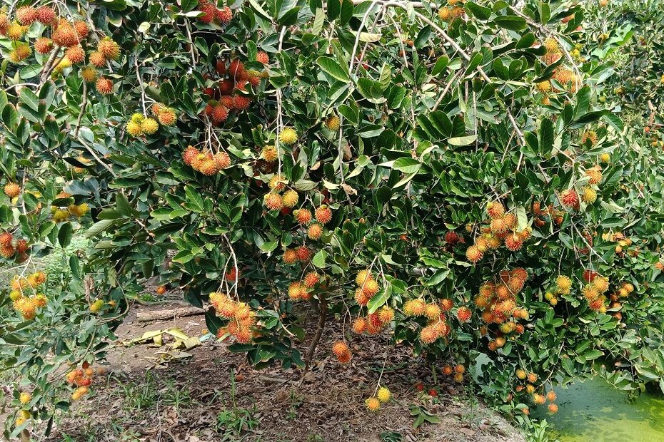 Tour vườn trái cây Bến Tre 2024