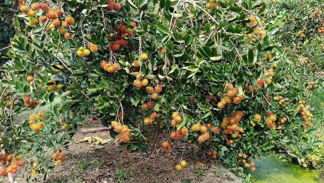 Tour vườn trái cây Bến Tre 2024